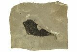Detailed Fossil Leaf (Allophylus) - Green River Formation, Utah #331863-1